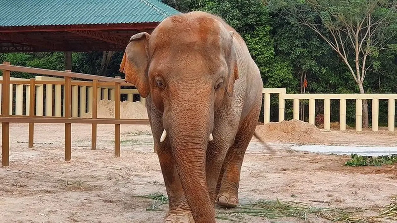 Elephant Kidnap : ತುಮಕೂರು ಮಠದ ಆನೆಯ ಕಿಡ್ನಾಪ್ ಯತ್ನ