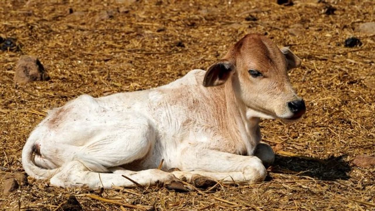 Vizag Ashram: జ్ఞానానంద ఆశ్రమంలో మరో 2 ఆవులు మృతి.. మూడు రోజుల్లోనే 26కు పైగా..