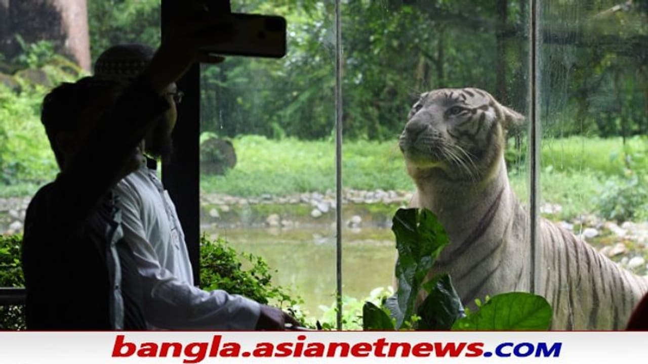 Alipore Zoo: একমাসের জন্য বাঘ পুষবেন নাকি, দারুণ ব্যবস্থা চালু করল আলিপুর চিড়িয়াখানা Alipore Zoo: একমাসের জন্য বাঘ পুষবেন নাকি, দারুণ ব্যবস্থা চালু করল আলিপুর চিড়িয়াখানা