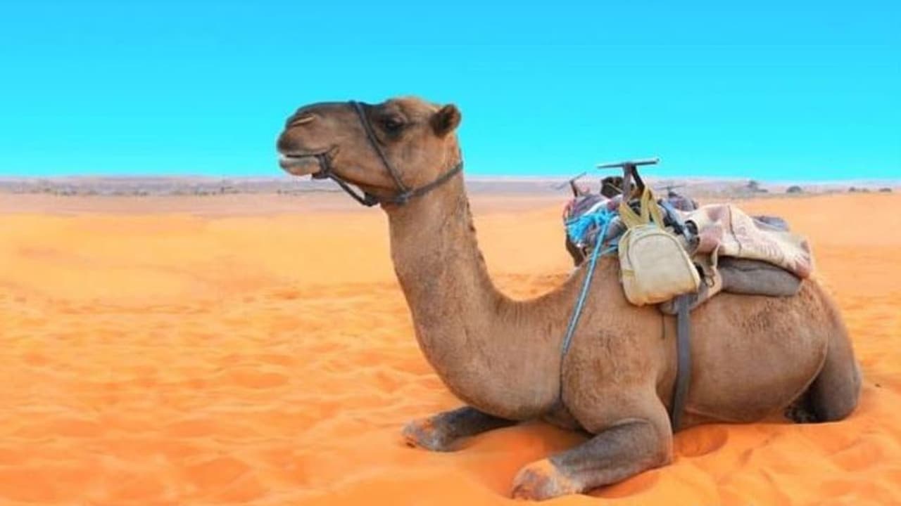 యూఏఈ వ్యక్తిలో నిర్ధారణ .. ‘‘ మిడిల్ ఈస్ట్ రెస్పిరేటరీ సిండ్రోమ్ కరోనా వైరస్ ఇన్ఫెక్షన్’’ అంటే, దాని లక్షణాలు యూఏఈ వ్యక్తిలో నిర్ధారణ .. ‘‘ మిడిల్ ఈస్ట్ రెస్పిరేటరీ సిండ్రోమ్ కరోనా వైరస్ ఇన్ఫెక్షన్’’ అంటే, దాని లక్షణాలు