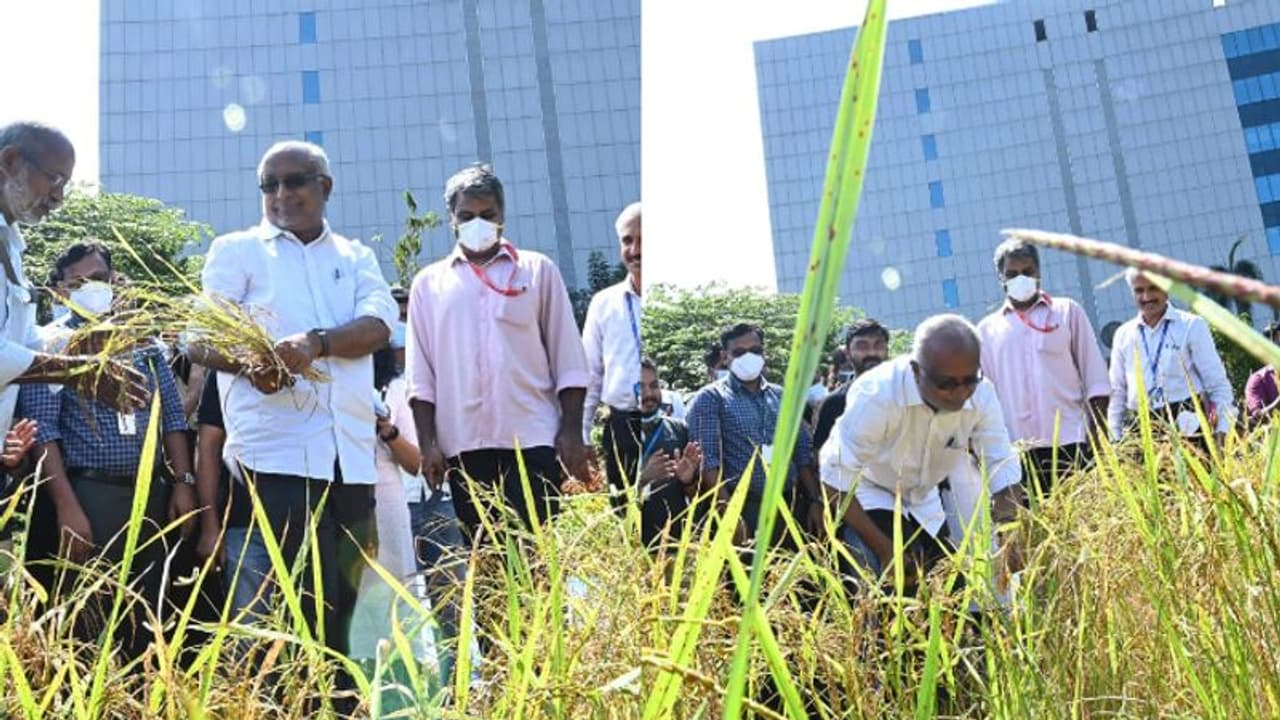 Harvest Festival : ടെക്കികൾ പാടത്തിറങ്ങി ; യുഎൽ സൈബർപാർക്കിൽ കൊയ്ത്തുത്സവം Harvest Festival : ടെക്കികൾ പാടത്തിറങ്ങി ; യുഎൽ സൈബർപാർക്കിൽ കൊയ്ത്തുത്സവം
