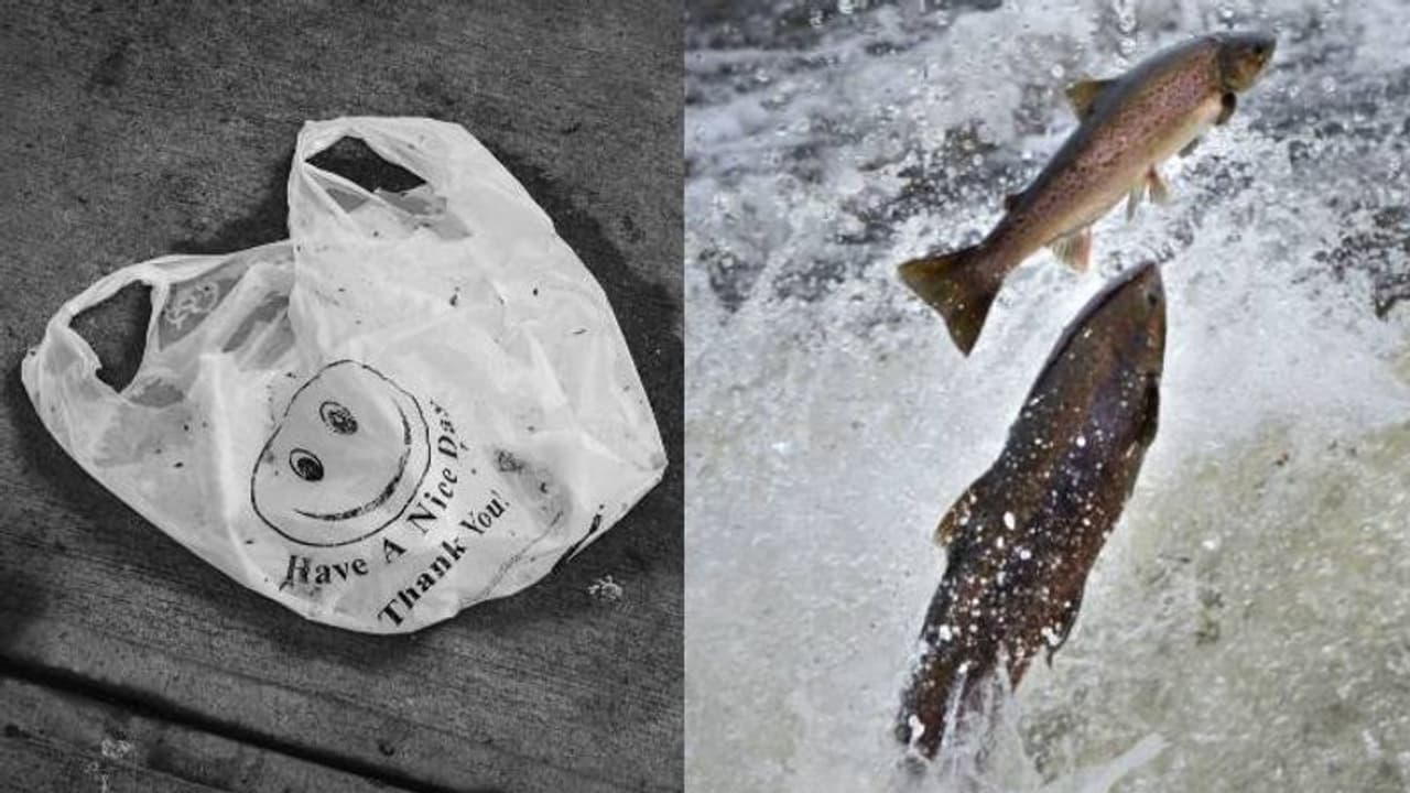 Plastic from sperm? Chinese scientists create eco friendly alternative