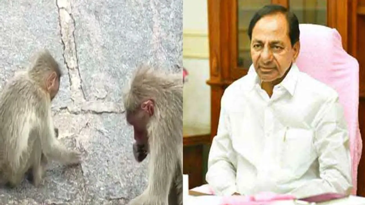 Monkey problem: కోతుల టెన్షన్ లేకుండా చూడాన్న సీఎం కేసీఆర్.. వెంటనే రంగంలోకి సీఎస్ సోమేశ్ కుమార్.. Monkey problem: కోతుల టెన్షన్ లేకుండా చూడాన్న సీఎం కేసీఆర్.. వెంటనే రంగంలోకి సీఎస్ సోమేశ్ కుమార్..