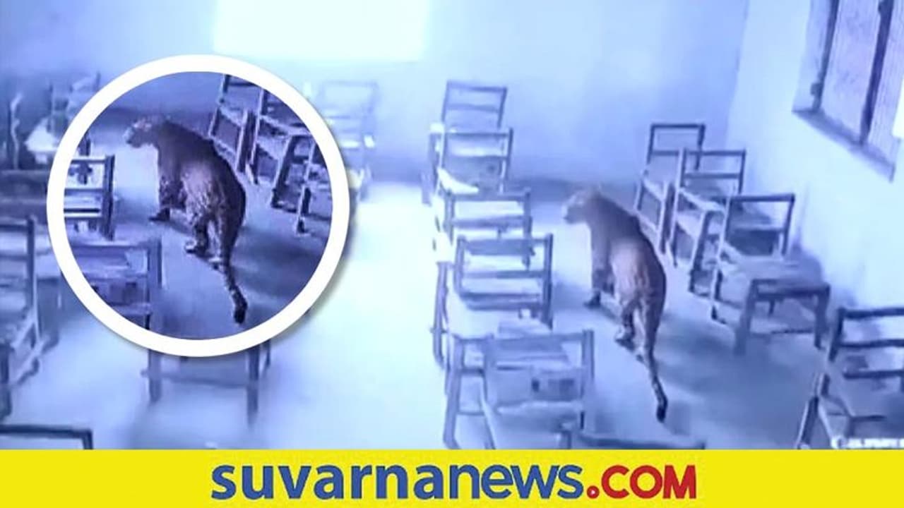 Leopard in School: ಶಾಲೆಗೆ ಬಂದ ಚೀತಾ... ಎದ್ದು ಬಿದ್ದು ಓಡಿದ ಮಕ್ಕಳು Leopard in School: ಶಾಲೆಗೆ ಬಂದ ಚೀತಾ... ಎದ್ದು ಬಿದ್ದು ಓಡಿದ ಮಕ್ಕಳು