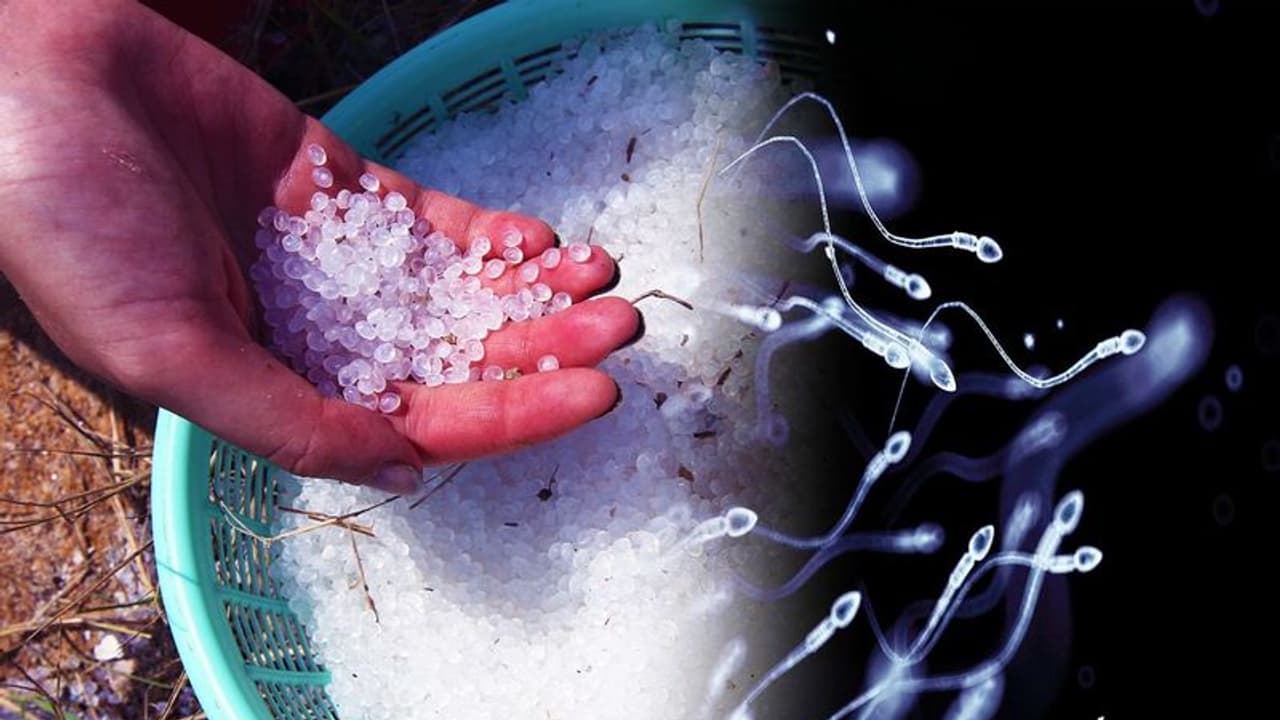 Plastic from sperm : ശുക്ലത്തിൽ നിന്ന് 'എക്കോ ഫ്രണ്ട്ലി' പ്ലാസ്റ്റിക്; ചരിത്രം കുറിക്കാൻ ചൈനീസ് സർവകലാശാല Plastic from sperm : ശുക്ലത്തിൽ നിന്ന് 'എക്കോ ഫ്രണ്ട്ലി' പ്ലാസ്റ്റിക്; ചരിത്രം കുറിക്കാൻ ചൈനീസ് സർവകലാശാല