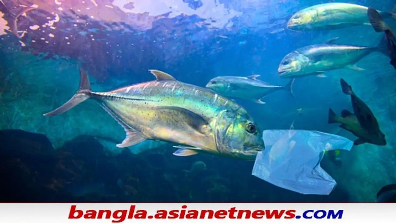Plastic Pollution: বীর্য থেকে তৈরি হল পরিবেশ বান্ধব প্লাস্টিক, তাক লাগিয়ে দিল চিন Plastic Pollution: বীর্য থেকে তৈরি হল পরিবেশ বান্ধব প্লাস্টিক, তাক লাগিয়ে দিল চিন