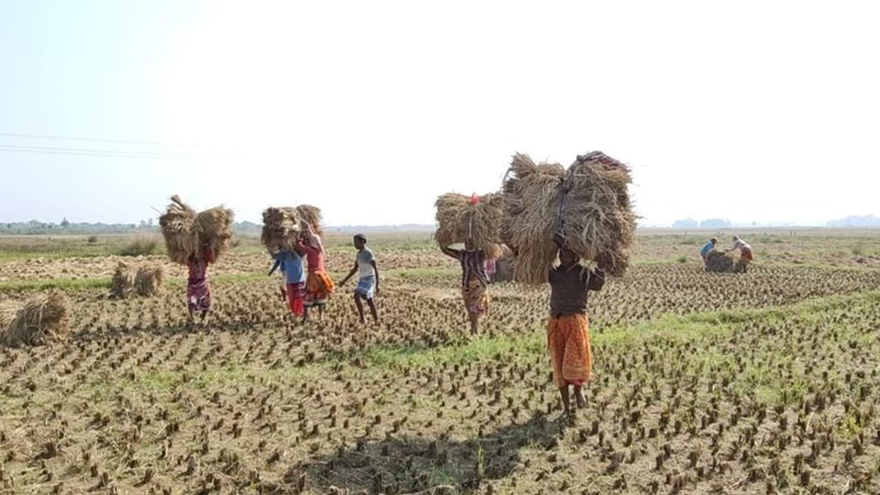 Cyclone Jawad: জাওয়াদ আতঙ্ক, তড়িঘড়ি ফসল তুলতে সপরিবারে মাঠে কৃষকরা Cyclone Jawad: জাওয়াদ আতঙ্ক, তড়িঘড়ি ফসল তুলতে সপরিবারে মাঠে কৃষকরা