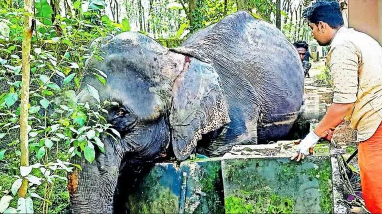 വിരണ്ടോടിയ പിടിയാന കിണറ്റില് കുടുങ്ങി; ഒടുവില് രക്ഷപ്പെടുത്തി വിരണ്ടോടിയ പിടിയാന കിണറ്റില് കുടുങ്ങി; ഒടുവില് രക്ഷപ്പെടുത്തി