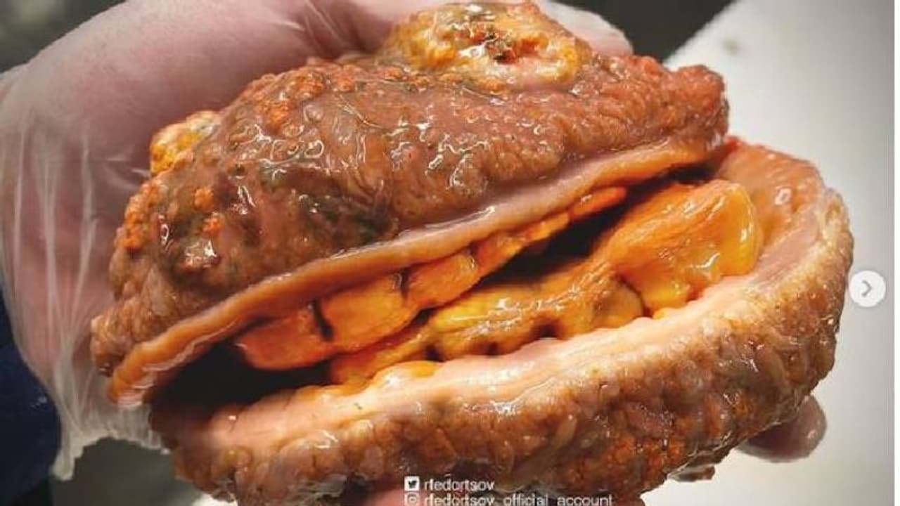 Fish looks like Cheeseburger : പല്ലുള്ള ചീസ്ബ‍ർ​ഗർ പോലെ, അപൂർവ മീനിന്റെ ചിത്രം പങ്കുവച്ച് മത്സ്യത്തൊഴിലാളി