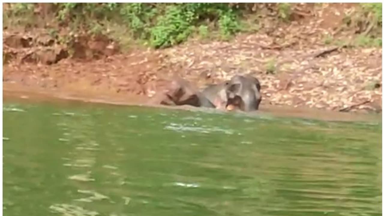 Munnar Elephants: അമ്പമ്പോ എന്തൊരു കുളി; ഒരു ഒന്നൊന്നര ആനക്കുളി..!