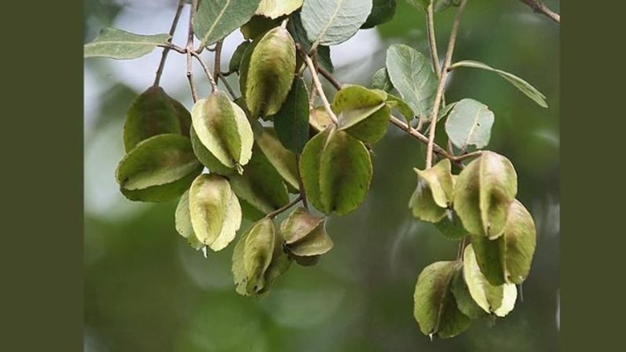 Health: आपने कभी ट्राई किया अर्जुन फल, जानें इसको खाने के फायदे Health: आपने कभी ट्राई किया अर्जुन फल, जानें इसको खाने के फायदे