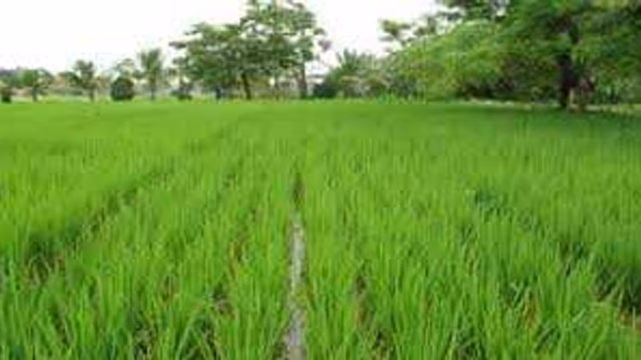 పొలం తీసుకుని పరిహారం ఇవ్వలేదు.. రైతు ఆత్మహత్యాయత్నం