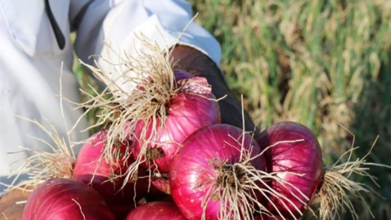 किसान के साथ धोखा ! 1123 किलो प्याज बेची, लेकिन सिर्फ 13 रुपये की हुई कमाई, जानें क्या है मामला किसान के साथ धोखा ! 1123 किलो प्याज बेची, लेकिन सिर्फ 13 रुपये की हुई कमाई, जानें क्या है मामला