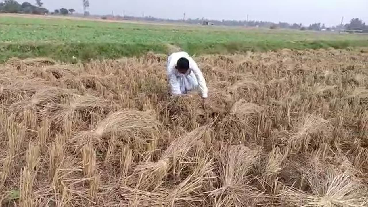Cyclone Jawad: জাওয়াদের প্রভাবে কৃষিক্ষেত্রে ক্ষতির সম্ভাবনা, ফসল ঘরে তুলতে তৎপর কৃষকরা