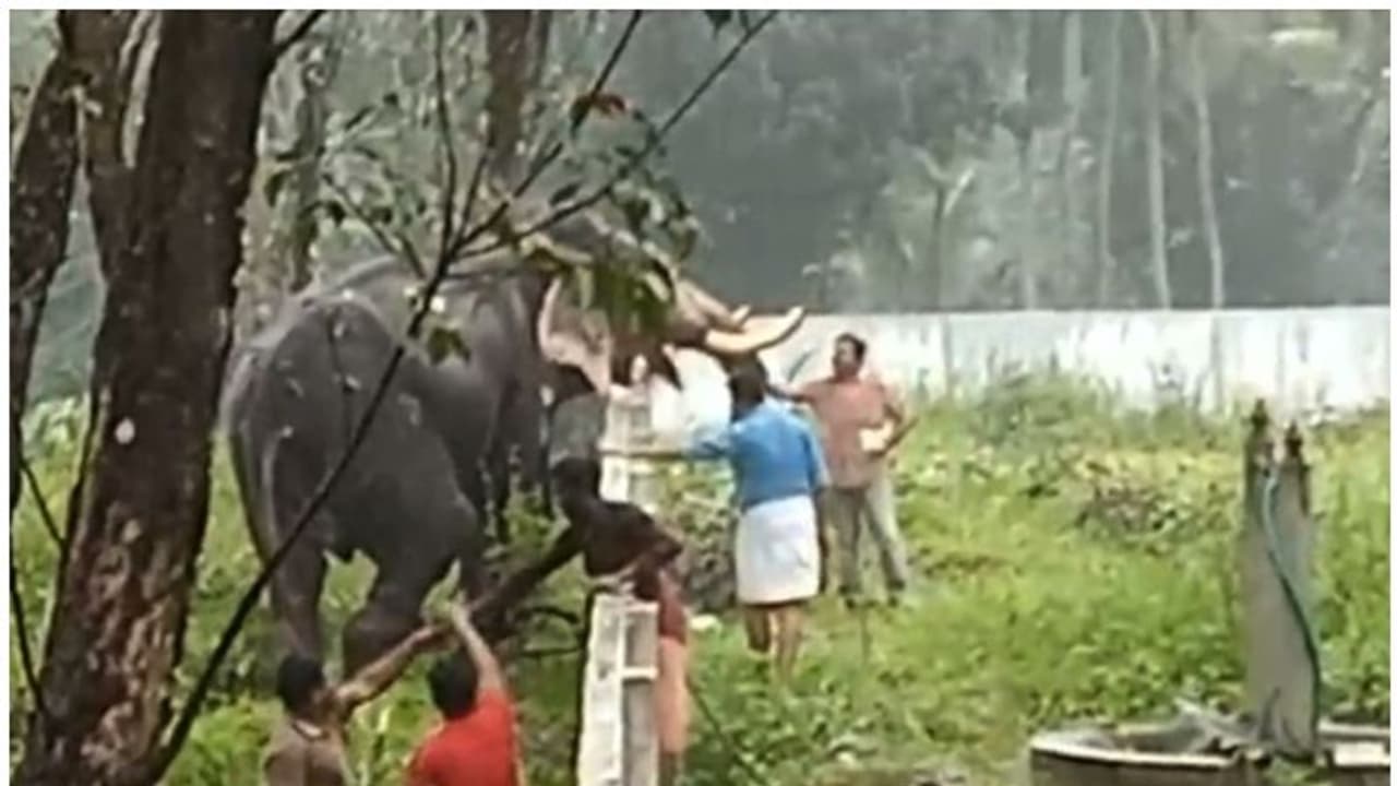 Elephant : ഹൽവയും മധുരപലഹാരങ്ങളും നൽകി, ചിതറയിൽ ഇടഞ്ഞ ആനയെ ഒടുവിൽ തളച്ചു