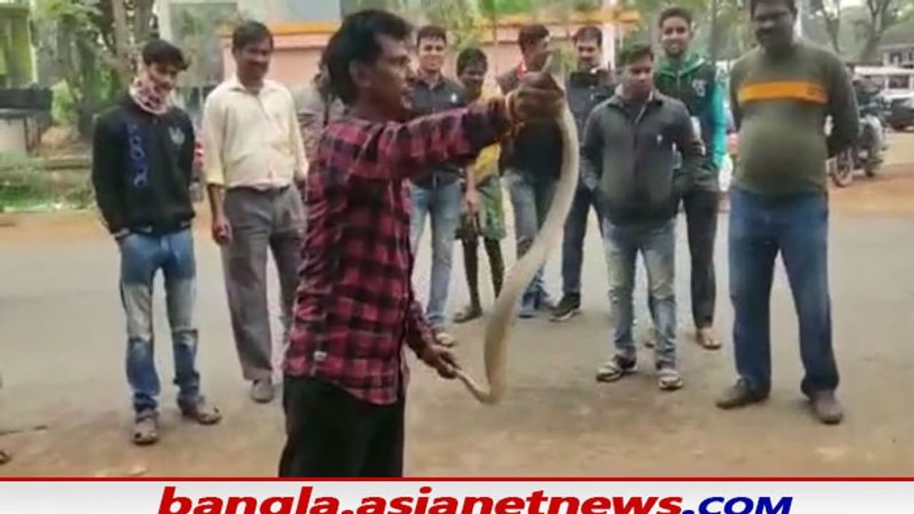 Snake Rescue: সাপের উৎপাতে নাজেহাল বর্ধমানবাসী, ফের গোখর উদ্ধার ভাতার কৃষি মাণ্ডিতে Snake Rescue: সাপের উৎপাতে নাজেহাল বর্ধমানবাসী, ফের গোখর উদ্ধার ভাতার কৃষি মাণ্ডিতে