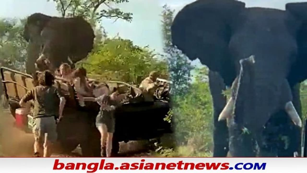 Viral Video: দাঁতালের হামলায় উল্টে গেল পর্যটক সহ জিপ, তারপর কী ঘটল দেখুন ভাইরাল ভিডিও