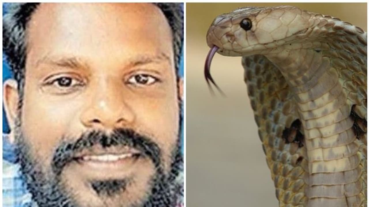 കടിച്ച മൂര്‍ഖനെ പിടികൂടി, വനപാലകര്‍ക്ക് കൈമാറാന്‍ കാത്തുനിന്നു; യുവാവ് മരണപ്പെട്ടു