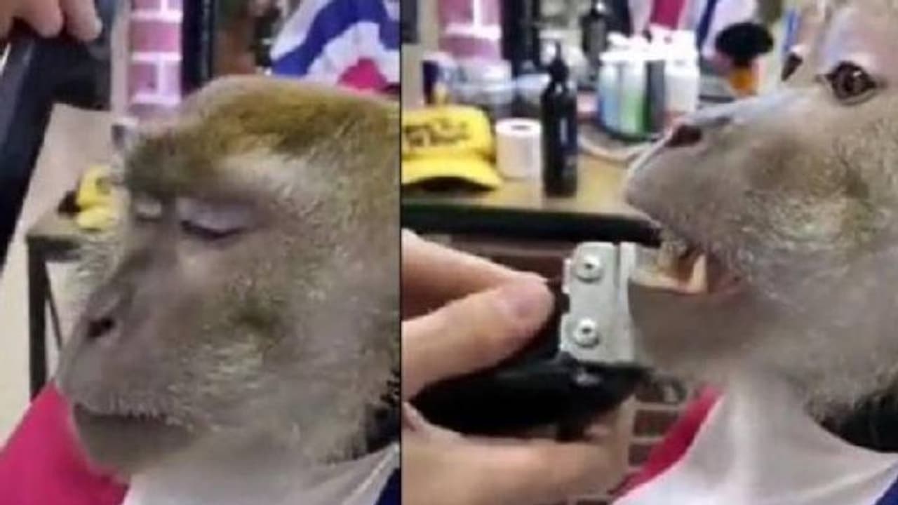 കട്ടിം​ഗോ ഷേവിങ്ങോ, ചിരി പടർത്തി സലൂണിലെ കുരങ്ങൻ, വീഡിയോ