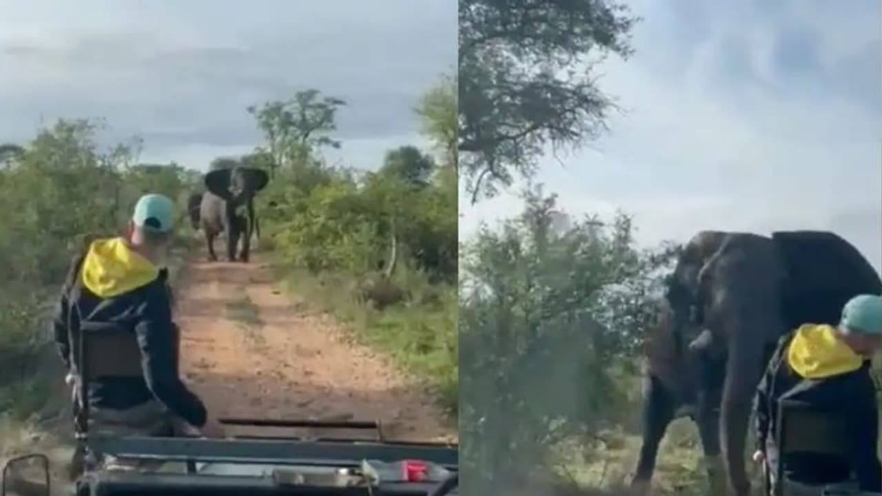 Elephant attack : സഫാരി ട്രക്കിനെ ആക്രമിച്ച് കാട്ടാന; വൈറലായി വീഡിയോ