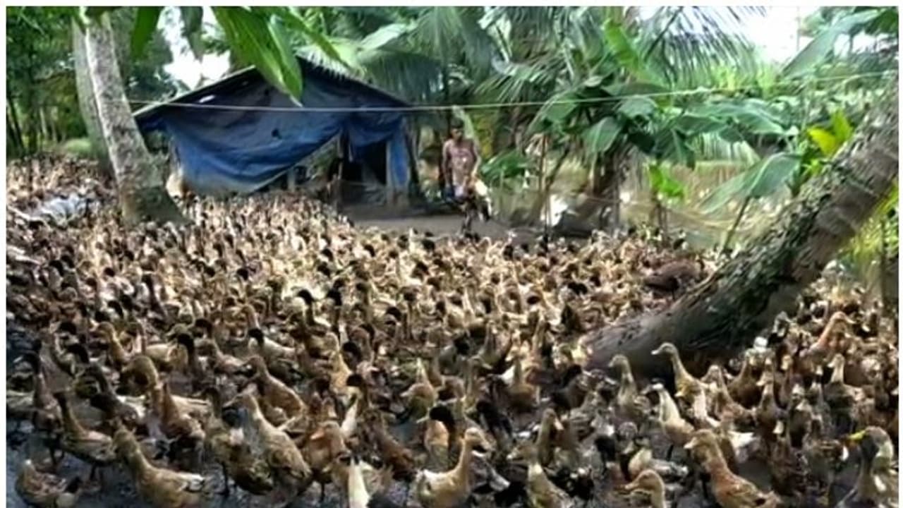 വൈക്കത്ത് താറാവുകൾ കൂട്ടത്തോടെ ചത്തൊടുങ്ങുന്നു; പക്ഷിപ്പനി അല്ലെന്ന് പ്രാഥമിക നിഗമനം, കര്ഷകര്ക്ക് തിരിച്ചടി വൈക്കത്ത് താറാവുകൾ കൂട്ടത്തോടെ ചത്തൊടുങ്ങുന്നു; പക്ഷിപ്പനി അല്ലെന്ന് പ്രാഥമിക നിഗമനം, കര്ഷകര്ക്ക് തിരിച്ചടി