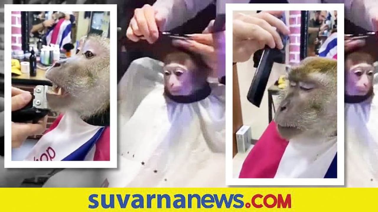 viral video:ಟ್ರಿಮ್ ಆಗಲು ಸಲೂನ್ಗೆ ತೆರಳುವ ಮಂಗ viral video:ಟ್ರಿಮ್ ಆಗಲು ಸಲೂನ್ಗೆ ತೆರಳುವ ಮಂಗ