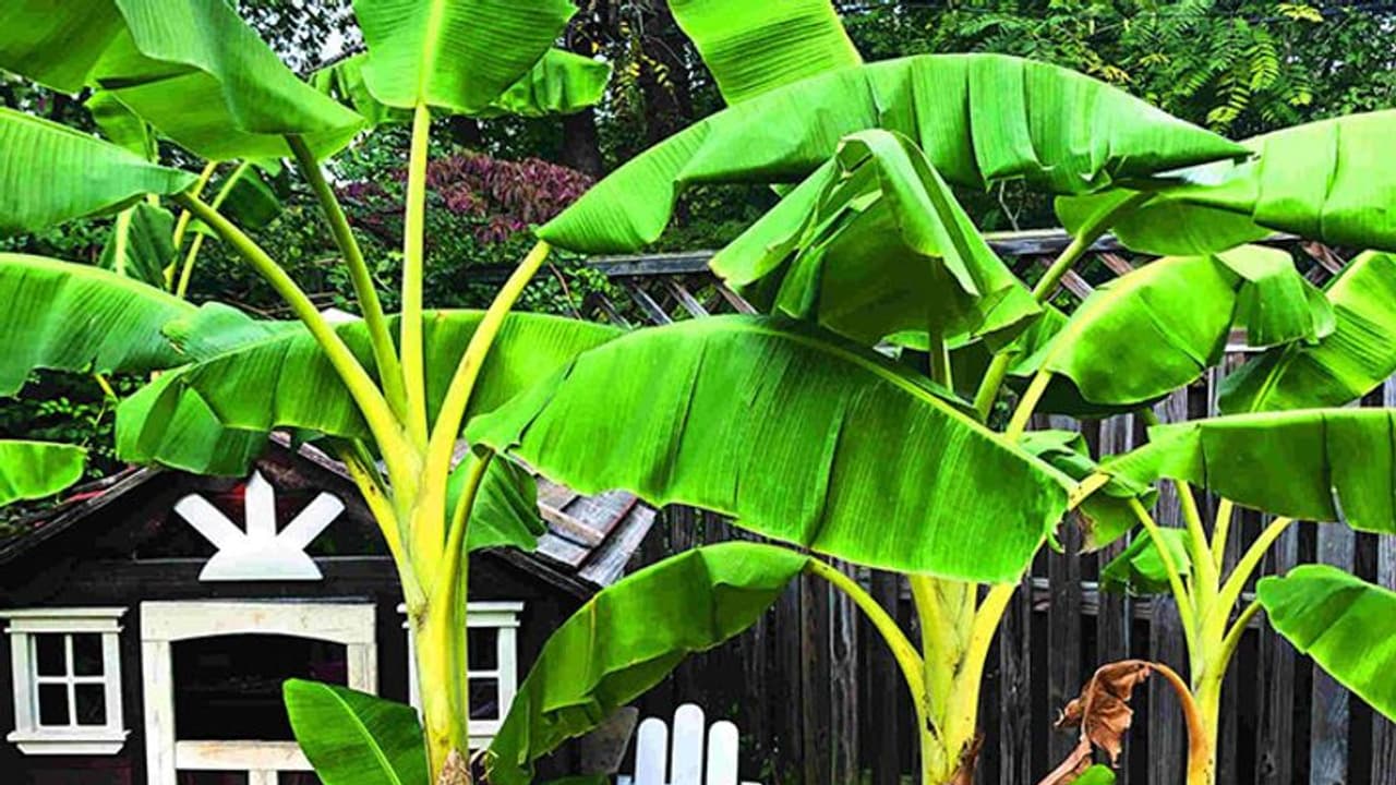 अगहन मास में केले के पेड़ की पूजा करने से मिलते हैं शुभ फल, ये है मान्यता और खास बातें अगहन मास में केले के पेड़ की पूजा करने से मिलते हैं शुभ फल, ये है मान्यता और खास बातें