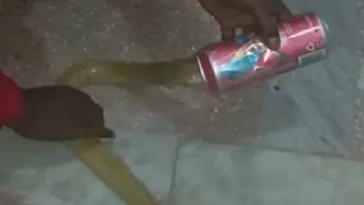 beer can : ബിയർ കാനിൽ മൂർഖന്റെ തല കുടുങ്ങി, പിന്നാലെ മരണവെപ്രാളം, രക്ഷാപ്രവർത്തനം beer can : ബിയർ കാനിൽ മൂർഖന്റെ തല കുടുങ്ങി, പിന്നാലെ മരണവെപ്രാളം, രക്ഷാപ്രവർത്തനം