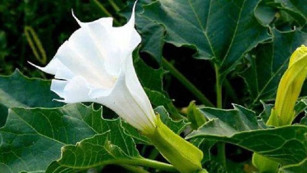 മണത്താൽപ്പോലും വൻ അപകടം? കാഴ്ചയിൽ മനോഹരമെങ്കിലും ഓർമ്മവരെ നശിപ്പിക്കുന്ന ചെടി