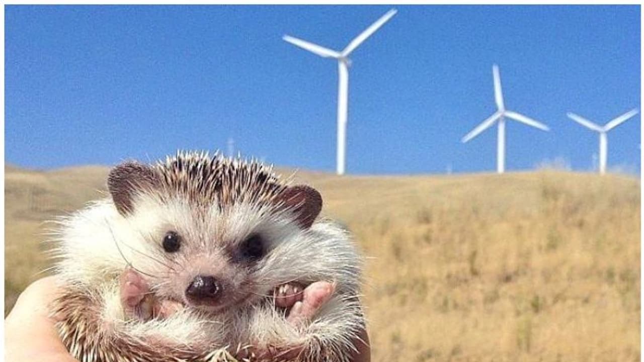 Hedgehog : തമിഴ്‌നാട്ടിൽ മുള്ളൻപന്നികൾക്ക് വംശനാശ ഭീഷണി; കാറ്റാടിയന്ത്രങ്ങൾ പെരുകുന്നതാണ് കാരണമെന്ന് ഗവേഷകർ