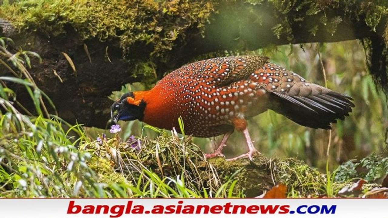 Rare Bird Sighting: প্রায় ২০০ বছর পর ফের দার্জিলিং এ দেখা গেল বিরল সেটর ট্রাগোপান পাখি Rare Bird Sighting: প্রায় ২০০ বছর পর ফের দার্জিলিং এ দেখা গেল বিরল সেটর ট্রাগোপান পাখি