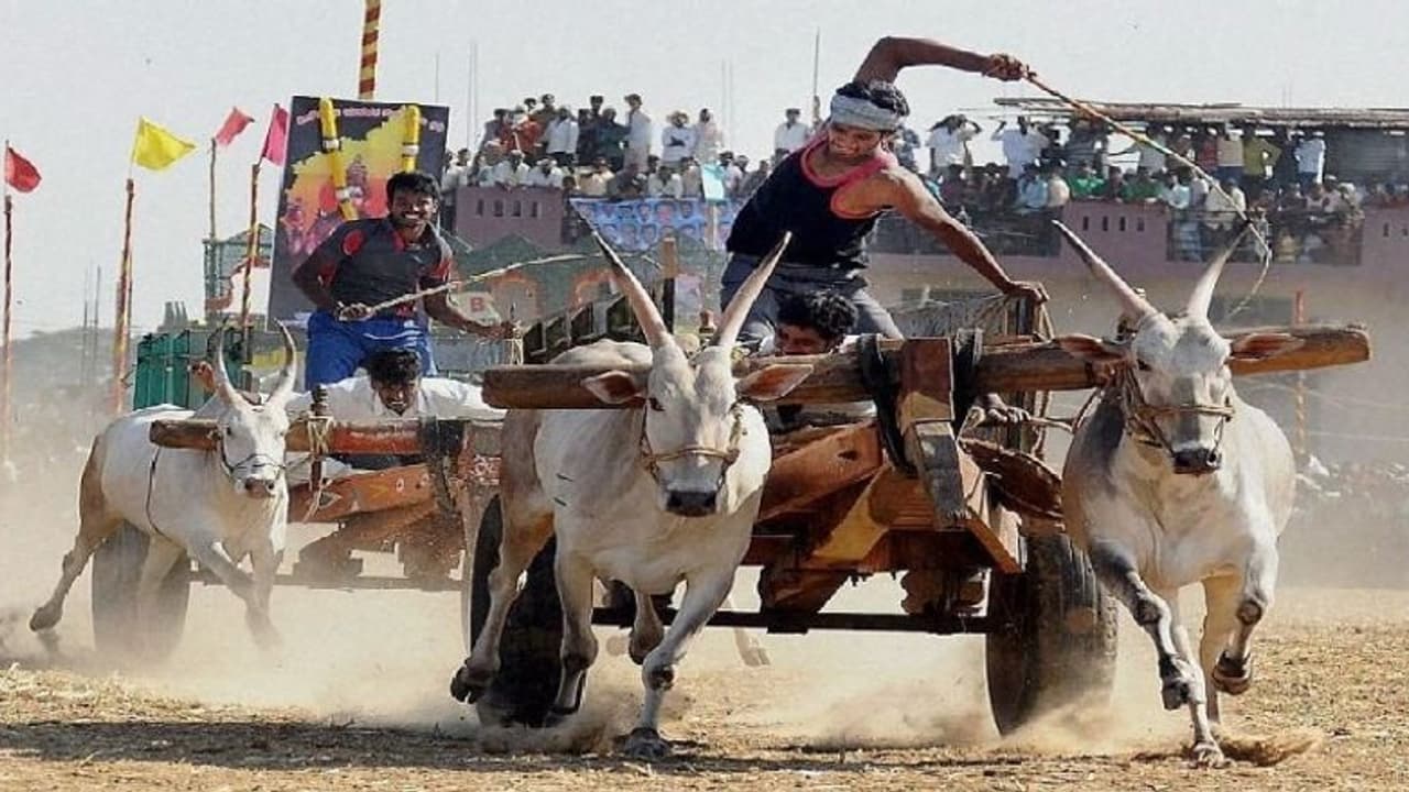 புதுக்கோட்டையில் விமரிசையாக நடைபெற்ற மாட்டு வண்டி பந்தயம்; சீறிப் பாய்ந்த காளைகள்