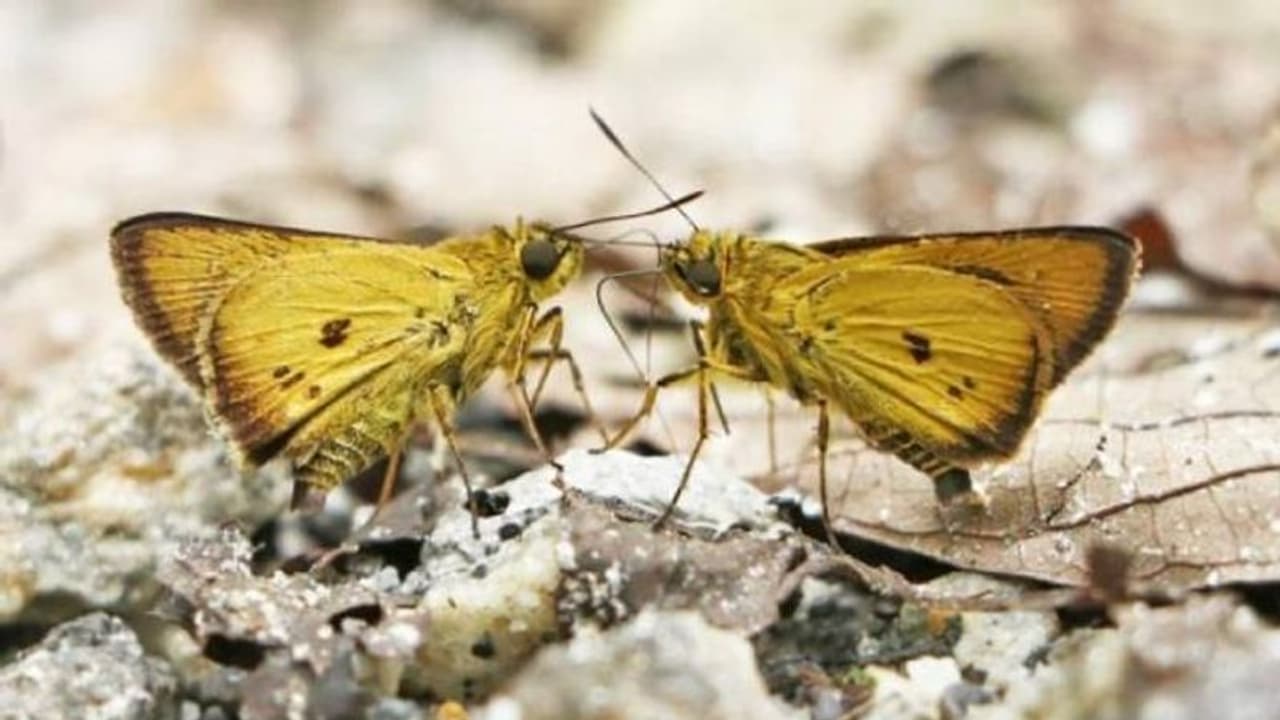 Chocolate bordered Flitter : അനേകം ചിത്രശലഭങ്ങളെ പകർത്തി, അപ്രതീക്ഷിതമായി ക്യാമറയിൽ പതിഞ്ഞ് അജ്ഞാതസുന്ദരി Chocolate bordered Flitter : അനേകം ചിത്രശലഭങ്ങളെ പകർത്തി, അപ്രതീക്ഷിതമായി ക്യാമറയിൽ പതിഞ്ഞ് അജ്ഞാതസുന്ദരി