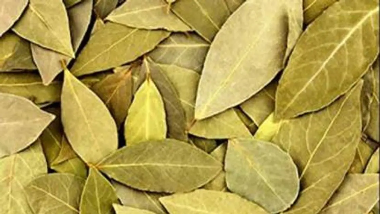 মন ভালো রাখতে বাজারি সুগন্ধি নয়, নিন পোড়া তেজপাতার ঘ্রাণ, জেনে নিন কেন মন ভালো রাখতে বাজারি সুগন্ধি নয়, নিন পোড়া তেজপাতার ঘ্রাণ, জেনে নিন কেন