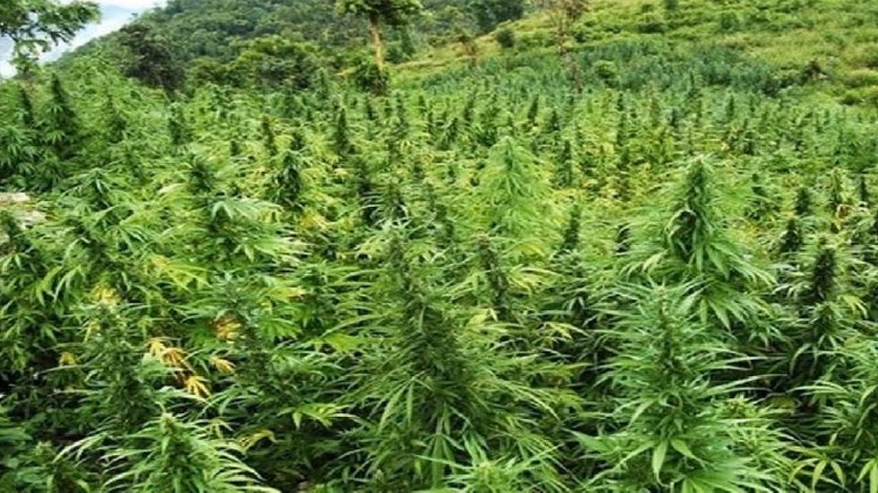 సినిమా ఆర్టిస్టులకు గంజాయి సరఫరా: అసిస్టెంట్ డైరెక్టర్ హథిరామ్ అరెస్ట్ సినిమా ఆర్టిస్టులకు గంజాయి సరఫరా: అసిస్టెంట్ డైరెక్టర్ హథిరామ్ అరెస్ట్