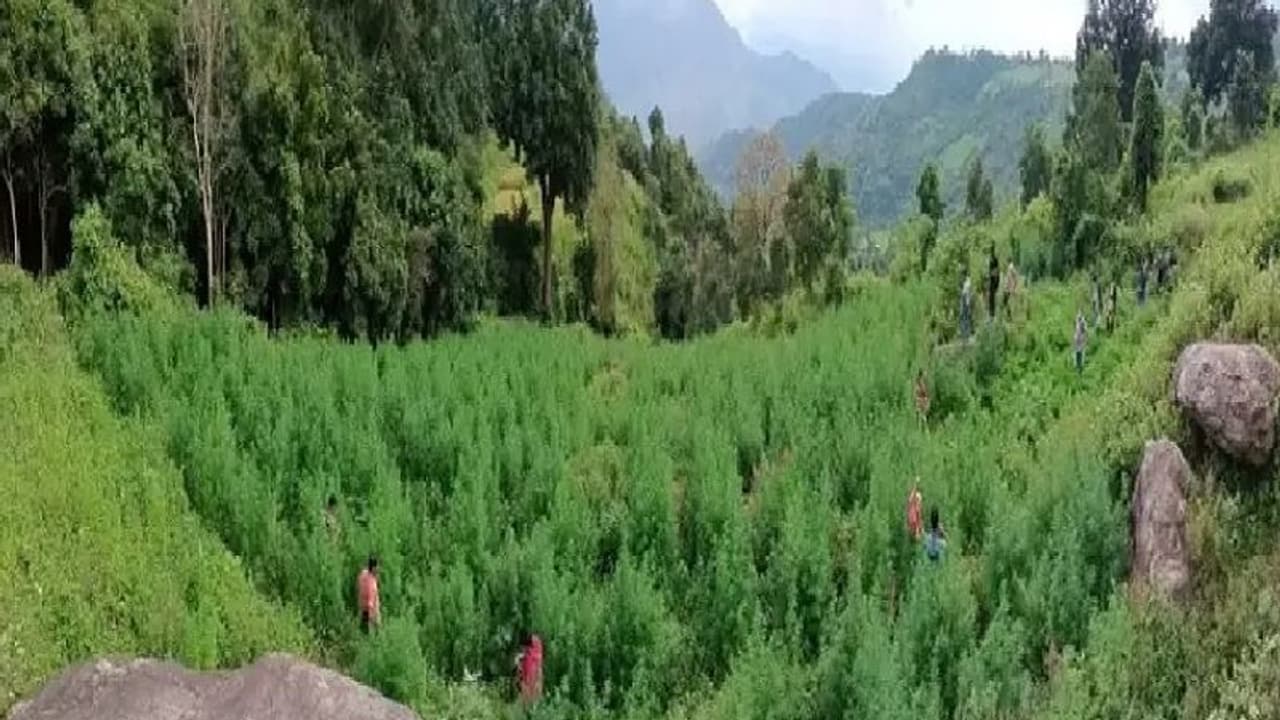 గోనె సంచుల మాటున సరఫరా: అనకాపల్లిలో రూ. 2.33 కోట్ల గంజాయి సీజ్ గోనె సంచుల మాటున సరఫరా: అనకాపల్లిలో రూ. 2.33 కోట్ల గంజాయి సీజ్