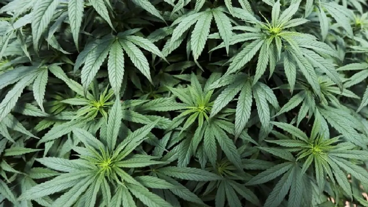 ఎన్టీఆర్ జిల్లాలో గంజాయి కలకలం.. మత్తుకు బానిస.. మతి భ్రమించి యువకుడి వింత చేష్టలు