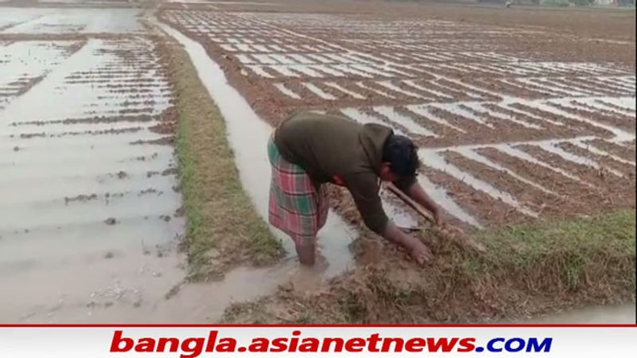 Cyclone Jawad: জাওয়াদের জের, অকাল বর্ষণে হুগলী বর্ধমানের আলু চাষিদের মাথায় হাত Cyclone Jawad: জাওয়াদের জের, অকাল বর্ষণে হুগলী বর্ধমানের আলু চাষিদের মাথায় হাত