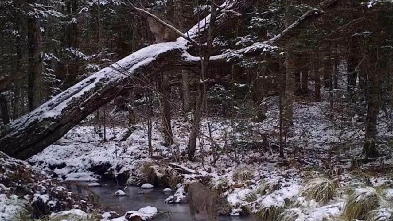 Bobcats : ഈ ഫോട്ടോയില് രണ്ട് കാട്ടുപൂച്ചകളെ കണ്ടെത്താമോ? Bobcats : ഈ ഫോട്ടോയില് രണ്ട് കാട്ടുപൂച്ചകളെ കണ്ടെത്താമോ?