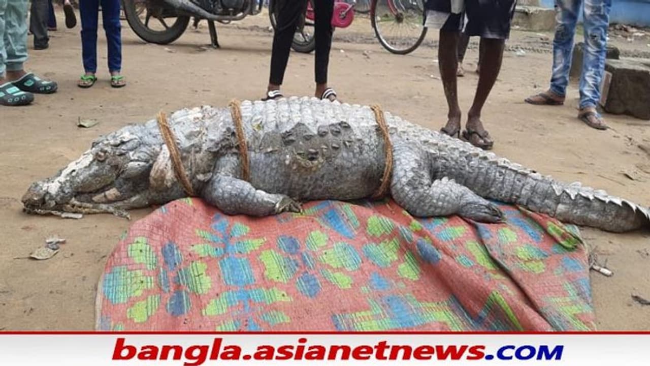 Crocodile in Hooghly: শ্রীরামপুরে গঙ্গার ঘাটে দেখা মিলল আস্ত কুমিরের, ব্যাপক চাঞ্চল্য গোটা এলাকায় Crocodile in Hooghly: শ্রীরামপুরে গঙ্গার ঘাটে দেখা মিলল আস্ত কুমিরের, ব্যাপক চাঞ্চল্য গোটা এলাকায়