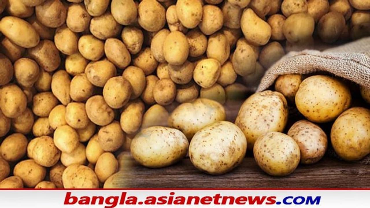 আলু খেলে ওজন বাড়ে না কমে, জেনে নিন এতদিন কত ভুল ধারণা ছিল আলু খেলে ওজন বাড়ে না কমে, জেনে নিন এতদিন কত ভুল ধারণা ছিল