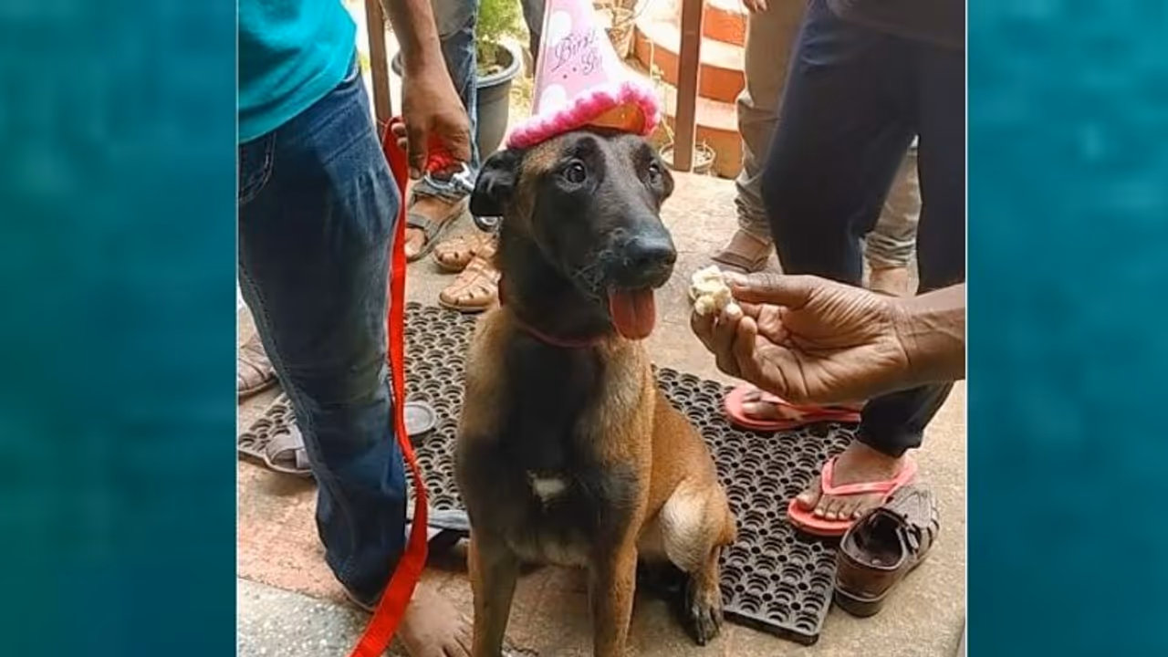 Police Dog : ആഘോഷമാക്കി ജൂഡിയുടെ രണ്ടാം പിറന്നാള്, ശിശു ഭവനിൽ കുട്ടികൾക്കൊപ്പം കേക്ക് മുറിച്ച് പൊലീസ് നായ Police Dog : ആഘോഷമാക്കി ജൂഡിയുടെ രണ്ടാം പിറന്നാള്, ശിശു ഭവനിൽ കുട്ടികൾക്കൊപ്പം കേക്ക് മുറിച്ച് പൊലീസ് നായ