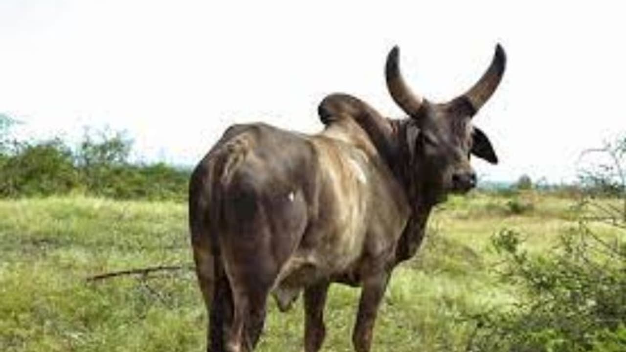 Bull Attack : തൃശൂരിൽ കാളയുടെ കുത്തേറ്റ് സ്കൂട്ടർ മറിഞ്ഞ് എഎസ്ഐ മരിച്ചു Bull Attack : തൃശൂരിൽ കാളയുടെ കുത്തേറ്റ് സ്കൂട്ടർ മറിഞ്ഞ് എഎസ്ഐ മരിച്ചു