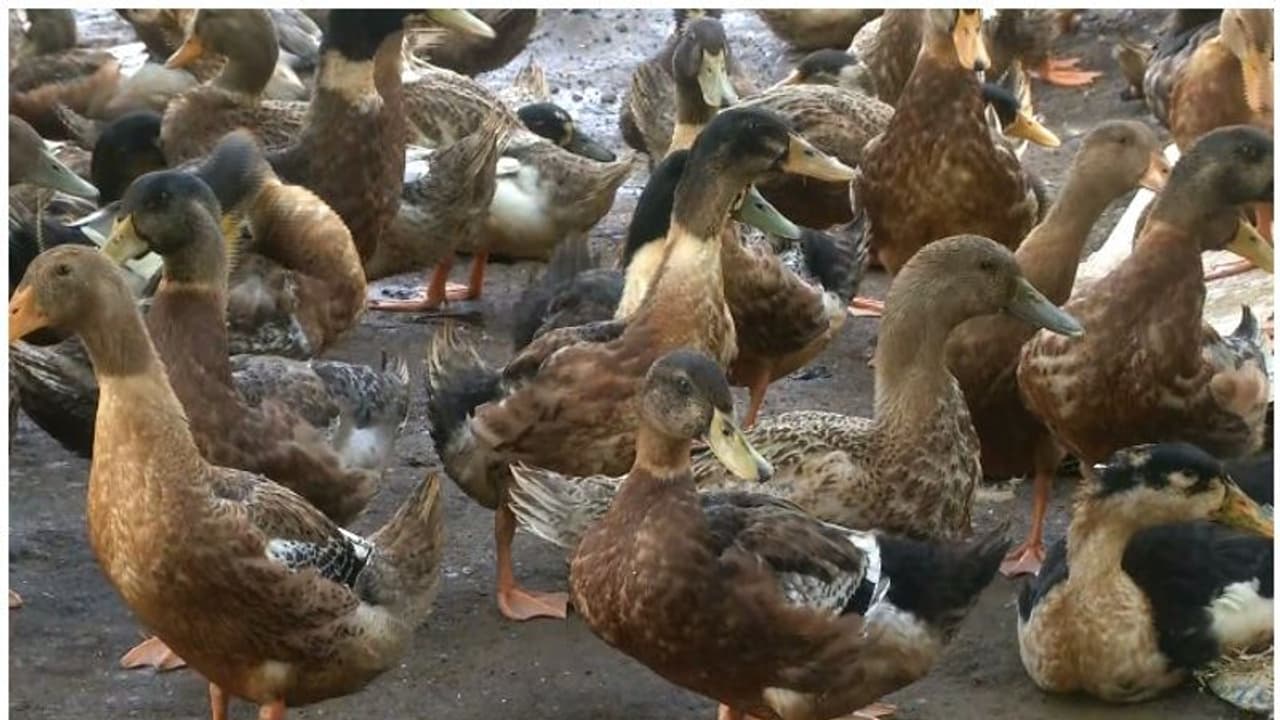 'ആലപ്പുഴയിൽ 2025 വരെ താറാവ് അടക്കമുള്ള പക്ഷി വളർത്തലിന് നിരോധനം ഏർപ്പെടുത്തേണ്ടി വരും': മന്ത്രി ജെ ചിഞ്ചുറാണി