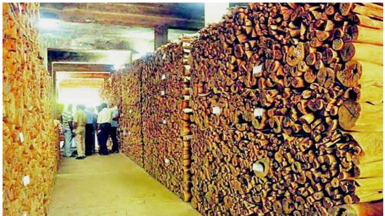 മറയൂര് ചന്ദനലേലം റെക്കോഡിൽ, ഇത്തവണ വിറ്റത് 49.28 കോടിയുടെ ചന്ദനം മറയൂര് ചന്ദനലേലം റെക്കോഡിൽ, ഇത്തവണ വിറ്റത് 49.28 കോടിയുടെ ചന്ദനം