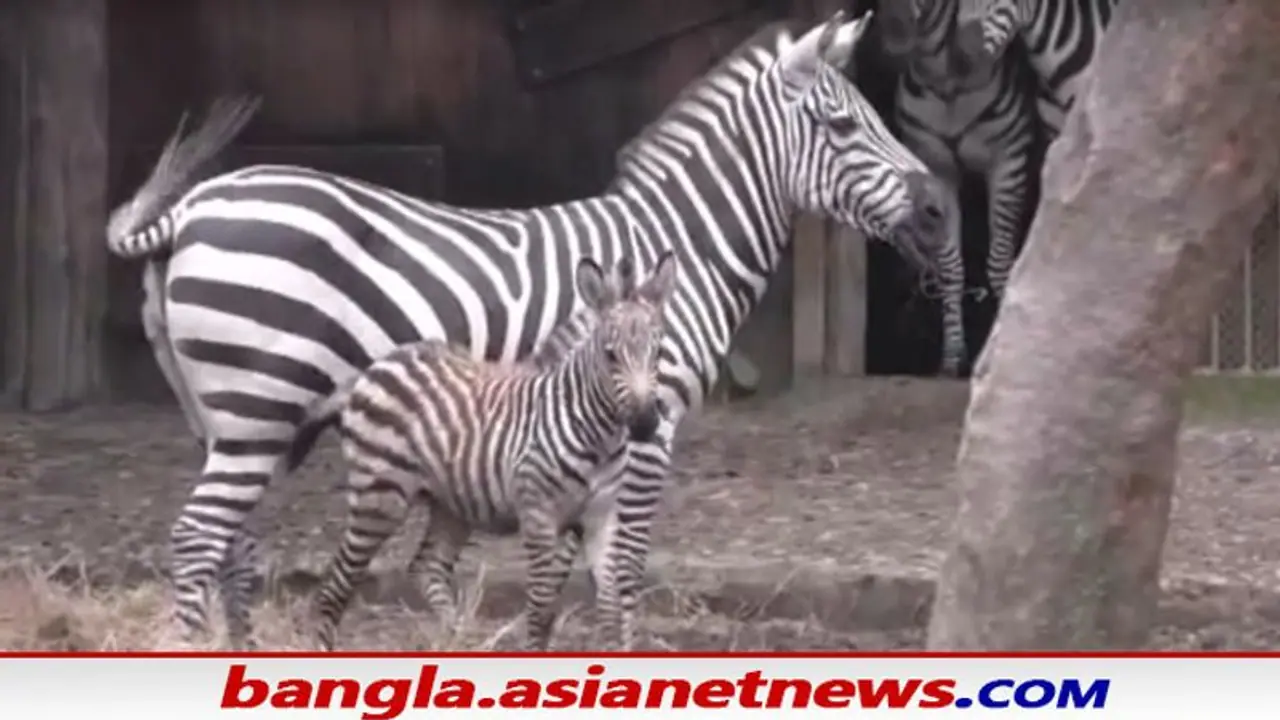 Alipore Zoo: শীতের মরসুমেই চিড়িয়াখানায় এল নতুন অতিথি, অনন্যার কোল আলো করে এল ফুটফুটে জেব্রা