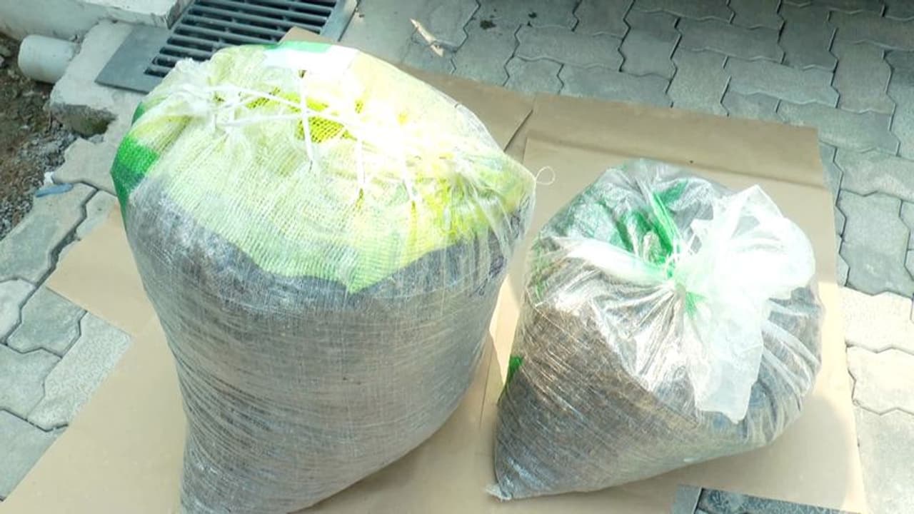 Cannabis : ആളില്ലാ കെട്ടിടത്തിൽ കണ്ടത് 40 കിലോ കഞ്ചാവ്, കൊച്ചിയിൽ ശക്തമായ പൊലീസ് പരിശോധന Cannabis : ആളില്ലാ കെട്ടിടത്തിൽ കണ്ടത് 40 കിലോ കഞ്ചാവ്, കൊച്ചിയിൽ ശക്തമായ പൊലീസ് പരിശോധന