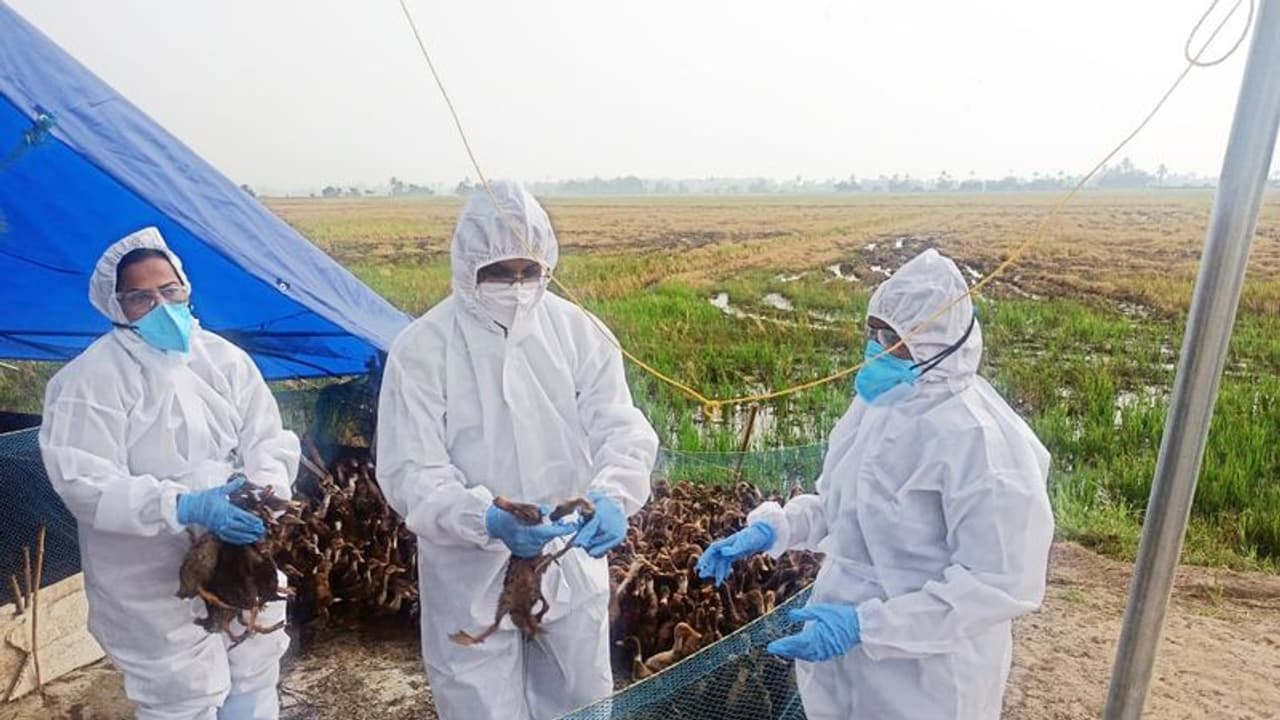 പക്ഷിപ്പനി വിലയിരുത്താന് കേന്ദ്രസംഘം; വിദഗ്ധ സംഘം നാളെ ആലപ്പുഴയിൽ എത്തിയേക്കും പക്ഷിപ്പനി വിലയിരുത്താന് കേന്ദ്രസംഘം; വിദഗ്ധ സംഘം നാളെ ആലപ്പുഴയിൽ എത്തിയേക്കും