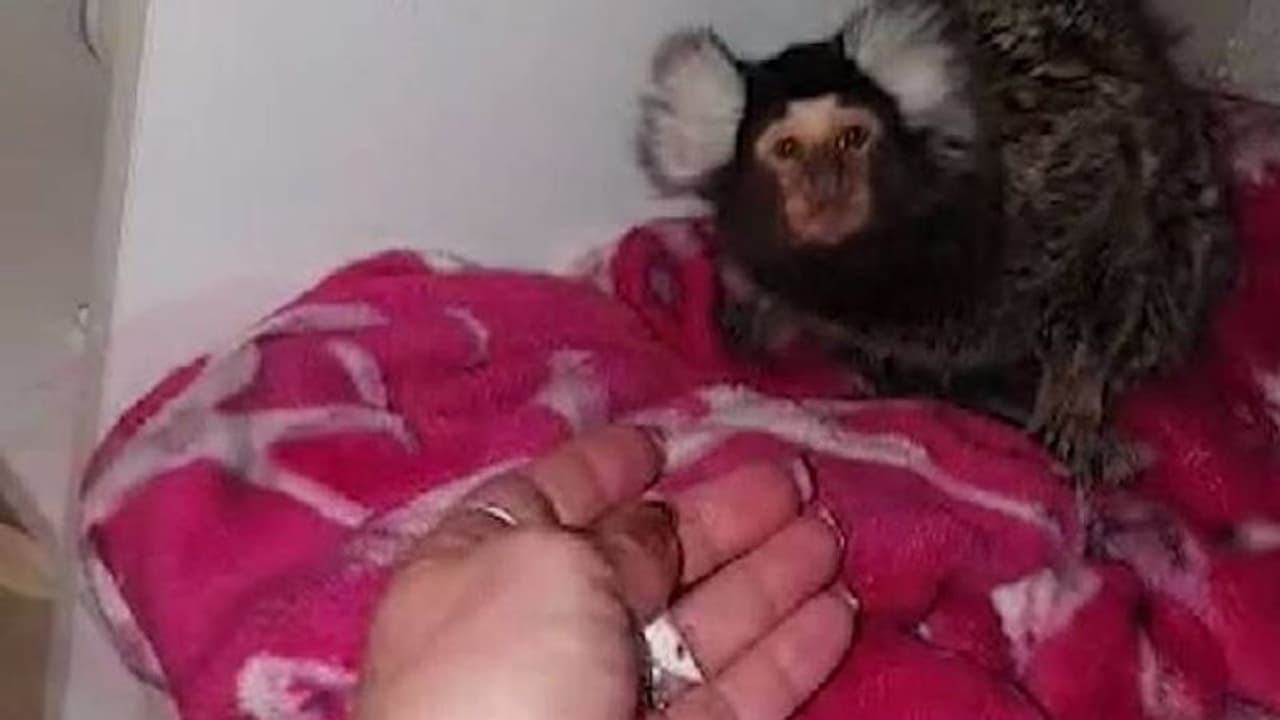 കുരങ്ങനെ ടോയ്ലെറ്റിൽ ഫ്ലഷ് ചെയ്തു, കൊക്കെയ്ൻ കൊടുക്കാൻ ശ്രമിച്ചു, യുവതിക്ക് മൃഗങ്ങളെ വളർത്തുന്നതിന് വിലക്ക് കുരങ്ങനെ ടോയ്ലെറ്റിൽ ഫ്ലഷ് ചെയ്തു, കൊക്കെയ്ൻ കൊടുക്കാൻ ശ്രമിച്ചു, യുവതിക്ക് മൃഗങ്ങളെ വളർത്തുന്നതിന് വിലക്ക്