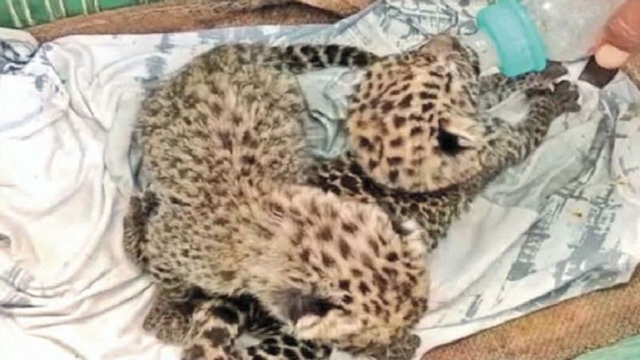 ബെന്നാര്‍ഘട്ട നാഷനല്‍ പാര്‍ക്കില്‍ വൈറസ് ബാധ; രണ്ടാഴ്ചക്കിടെ ചത്തത് ഏഴു പുള്ളിപ്പുലികള്‍, കാരണം പൂച്ചയോ?